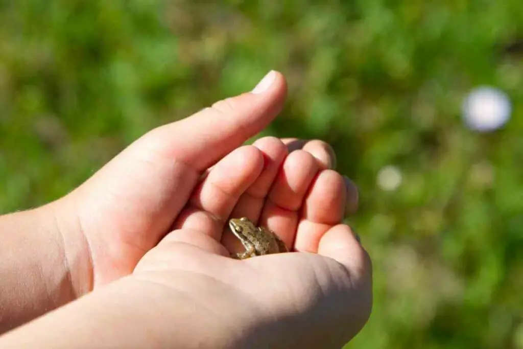 Cute baby frog in hands