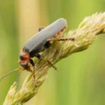 What Do Soldier Beetles Eat?