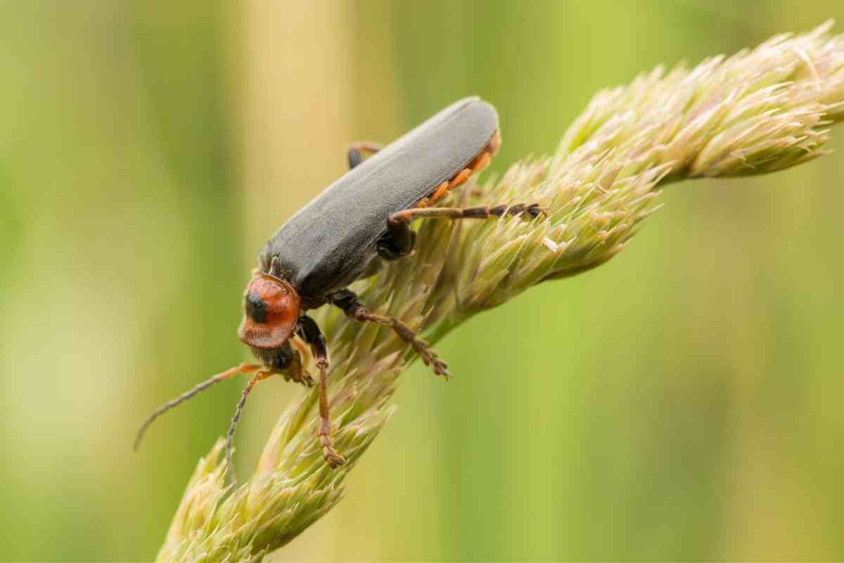 What Do Soldier Beetles Eat?