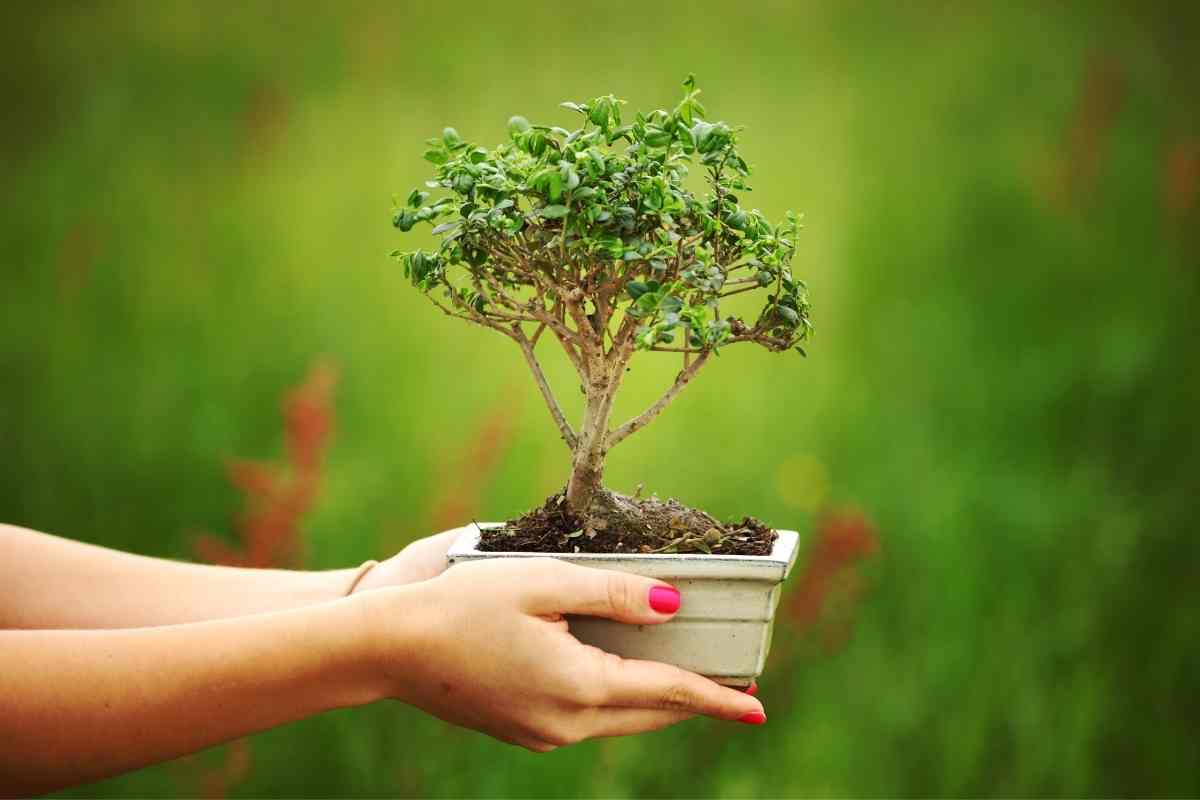 When to Repot Bonsai (What You Should Know)