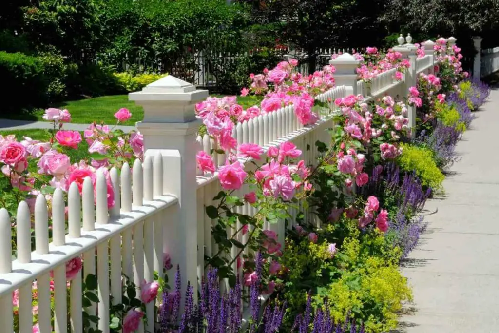 White garden fence with roses