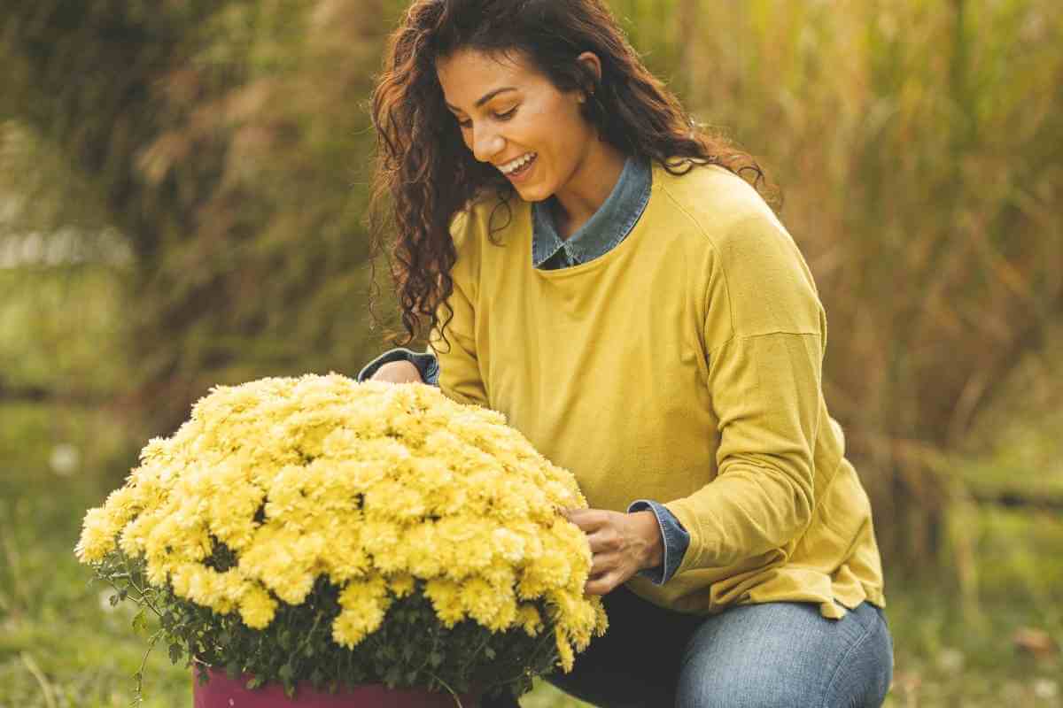 Are Chrysanthemums Annuals Or Perennials? Gardenia Organic