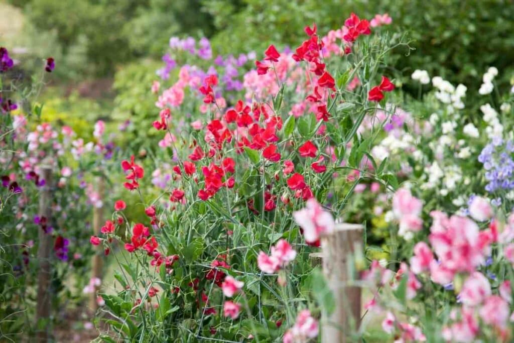 Sweet Pea wooden fence