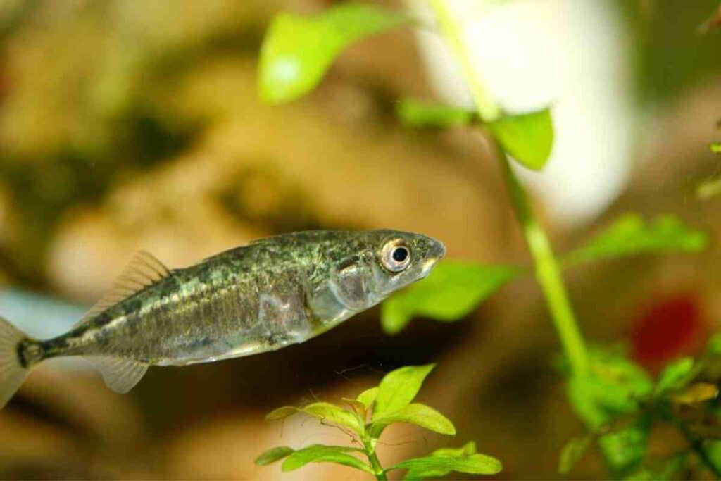 sticklebacks in ponds