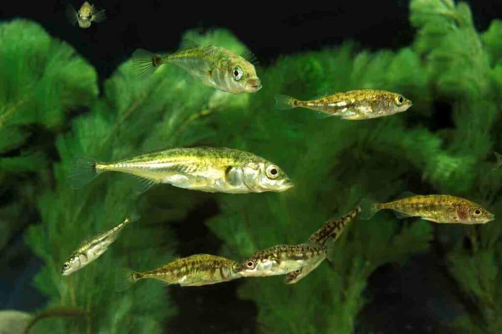 sticklebacks in aquarium