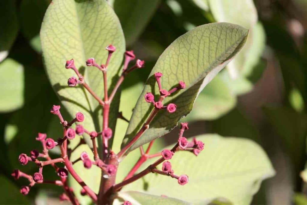 African Milk Bush indoor plant