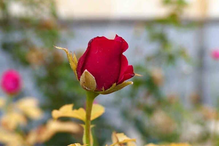 When Do Roses Bloom (Rose Bloom Calendar and States) Gardenia Organic