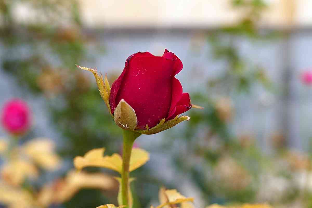 When Do Roses Bloom (Rose Bloom Calendar and States) Gardenia Organic