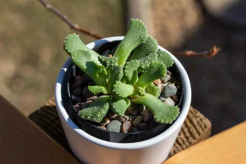 Aloinopsis small succulent in a pot