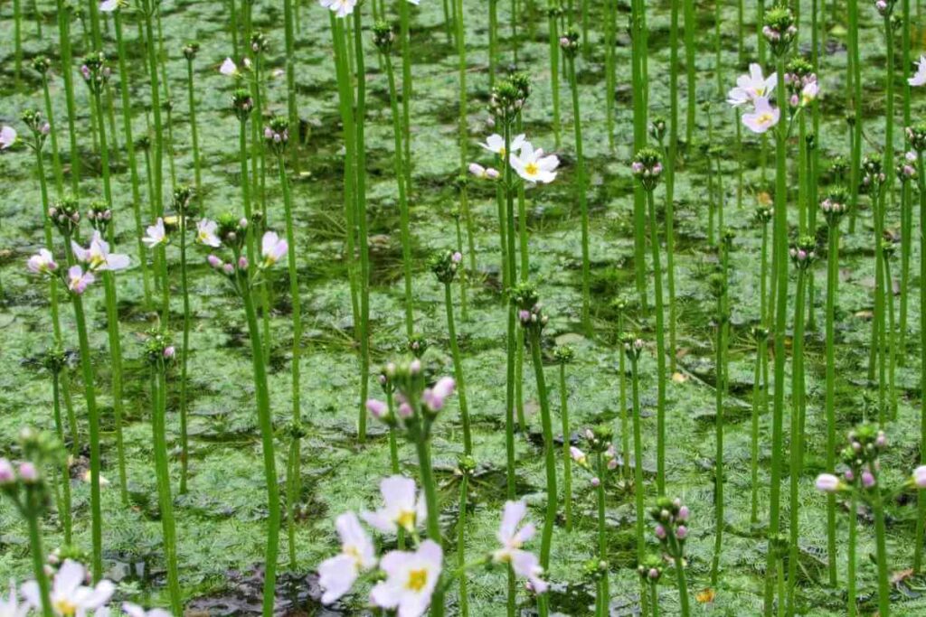 American Featherfoil plant in a pond
