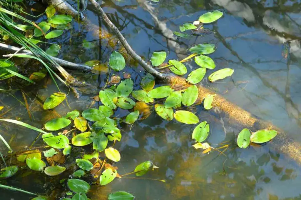 American pondweed plant in a pond