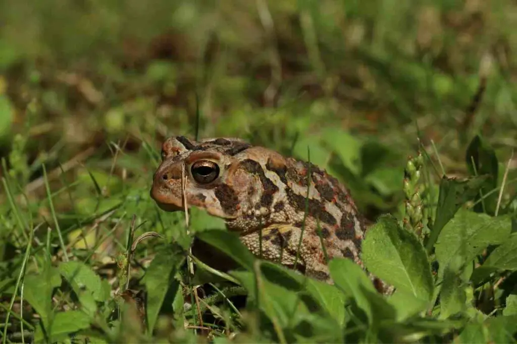 Terrestrial Frogs