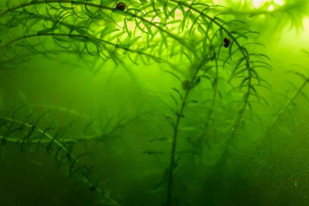 Anacharis Elodea pond plant