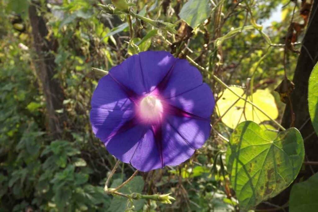 Blue Asagao morning glory