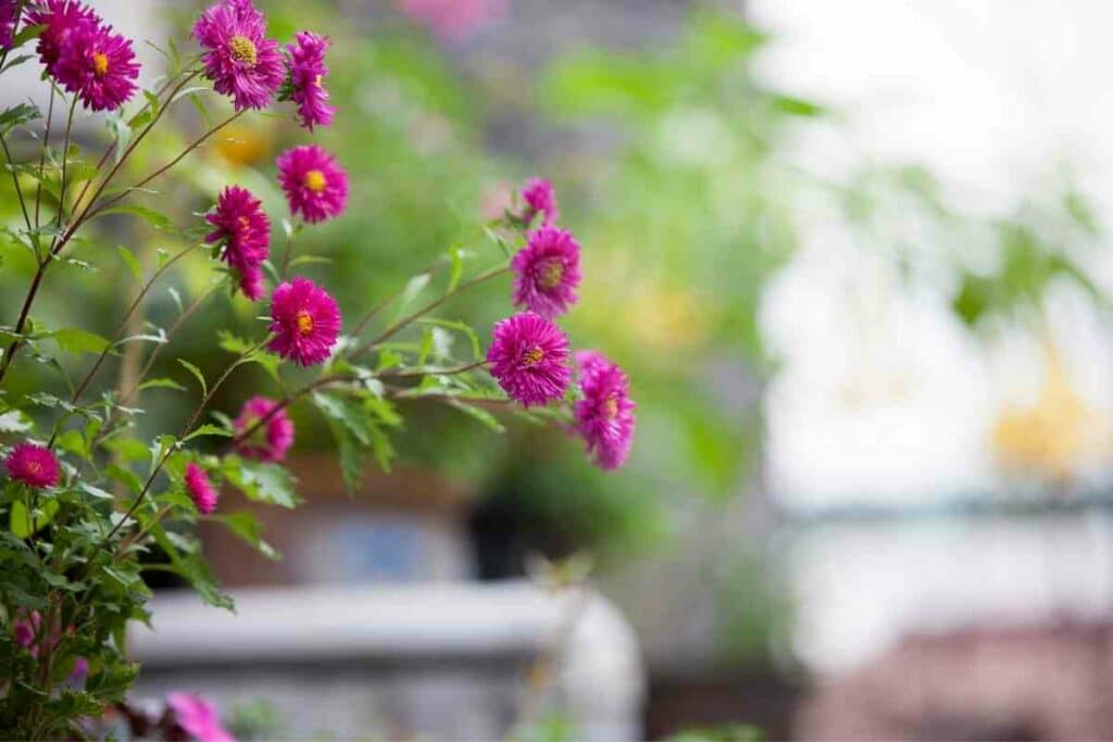 Aster for Bouquets