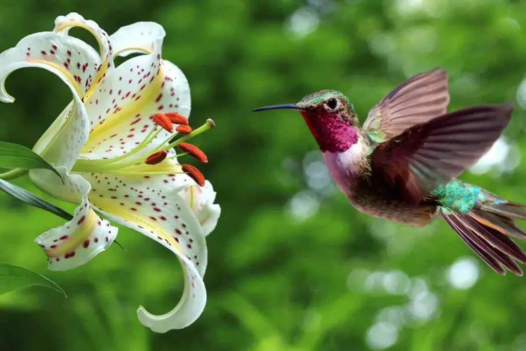 Attracting hummingbird