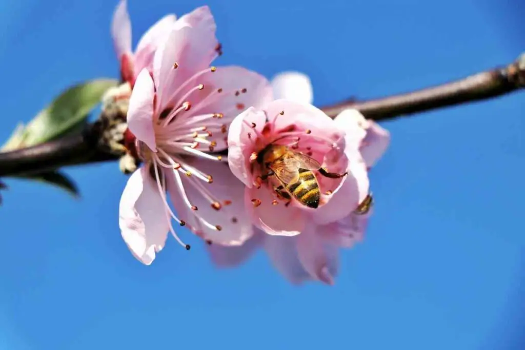 Attracting pollinators in your garden
