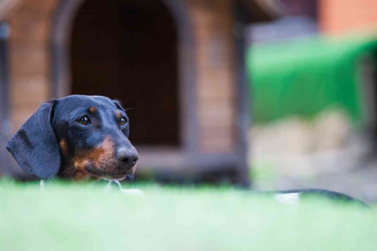 7 Amazing Backyard Dog Kennel Ideas