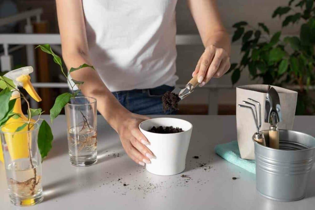 Herbs in pots