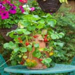 7 Best Strawberry Planters and Pots