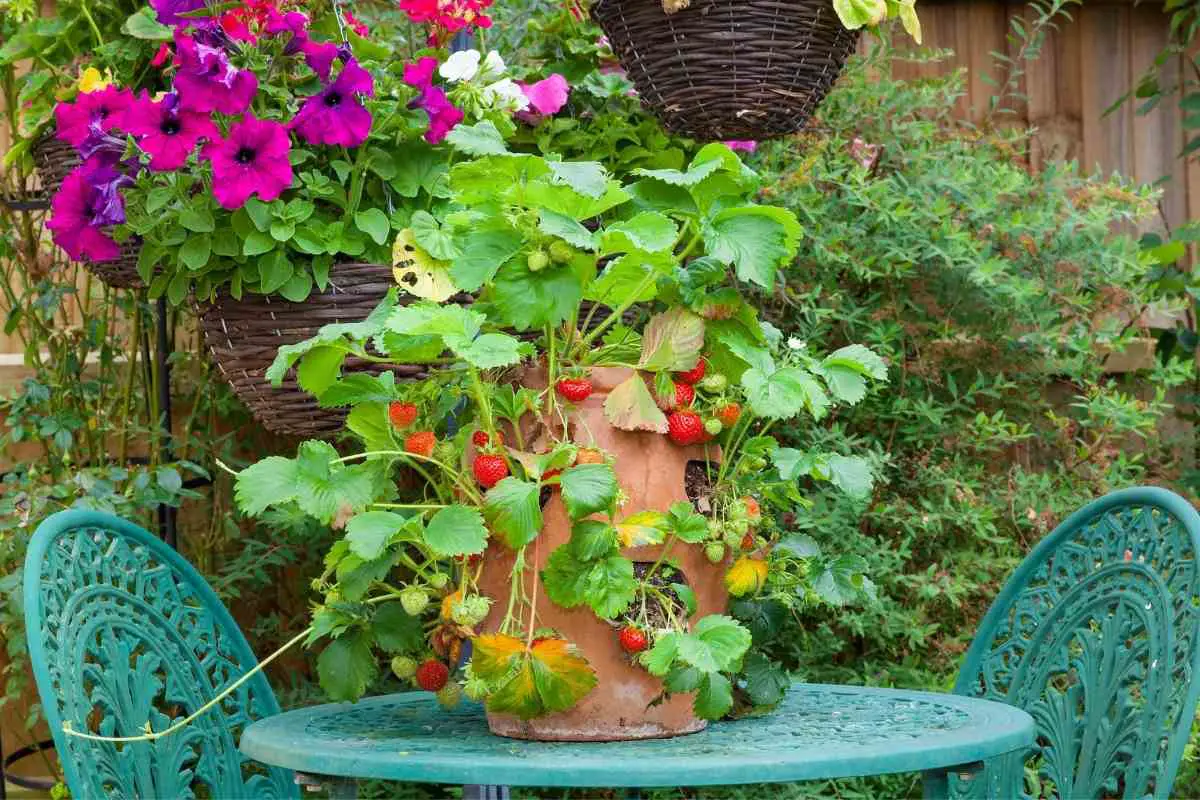 7 Best Strawberry Planters and Pots