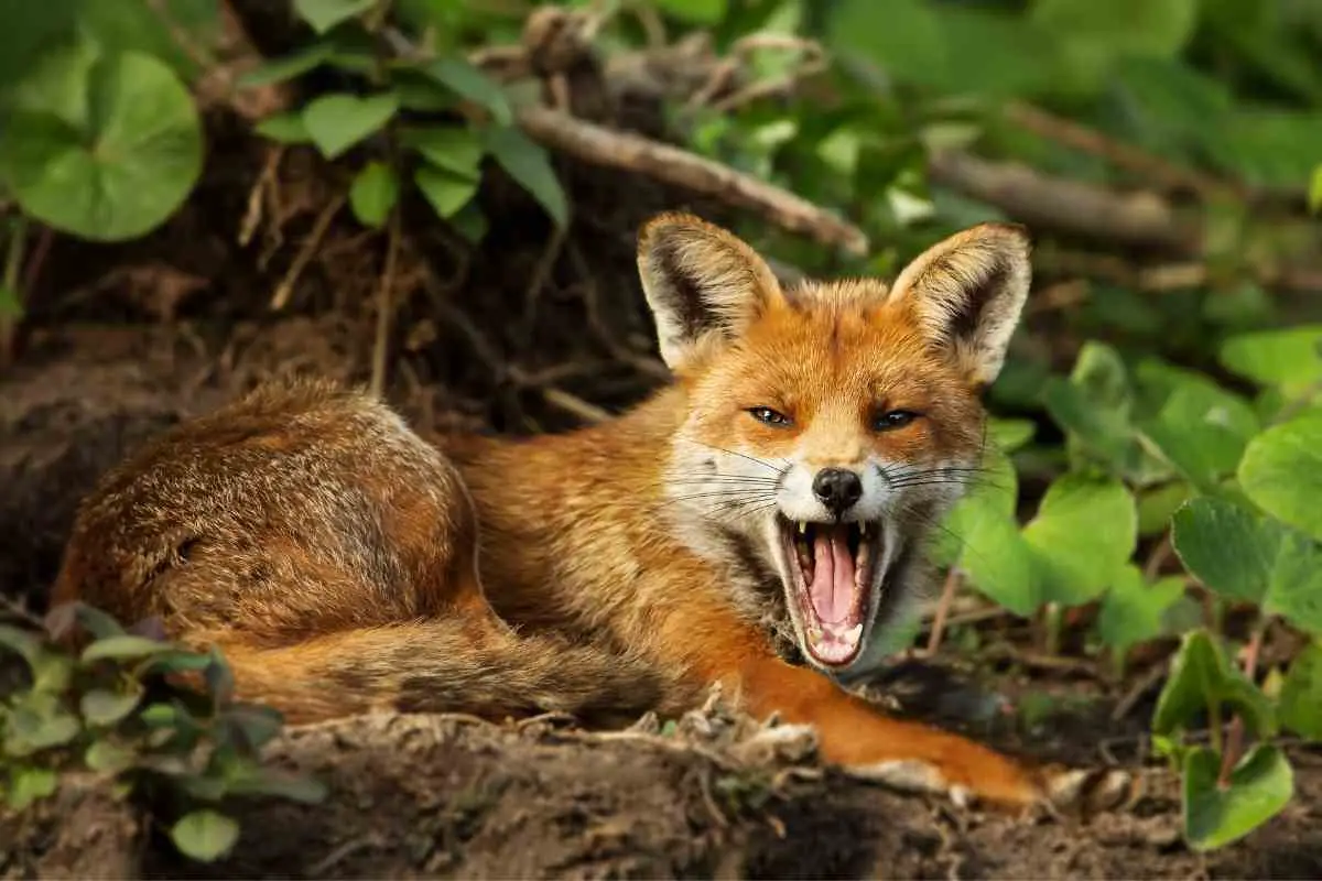 9 Biggest Predators for Foxes