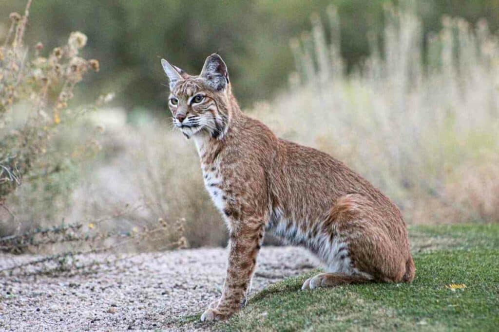 Bobcat predator for foxes