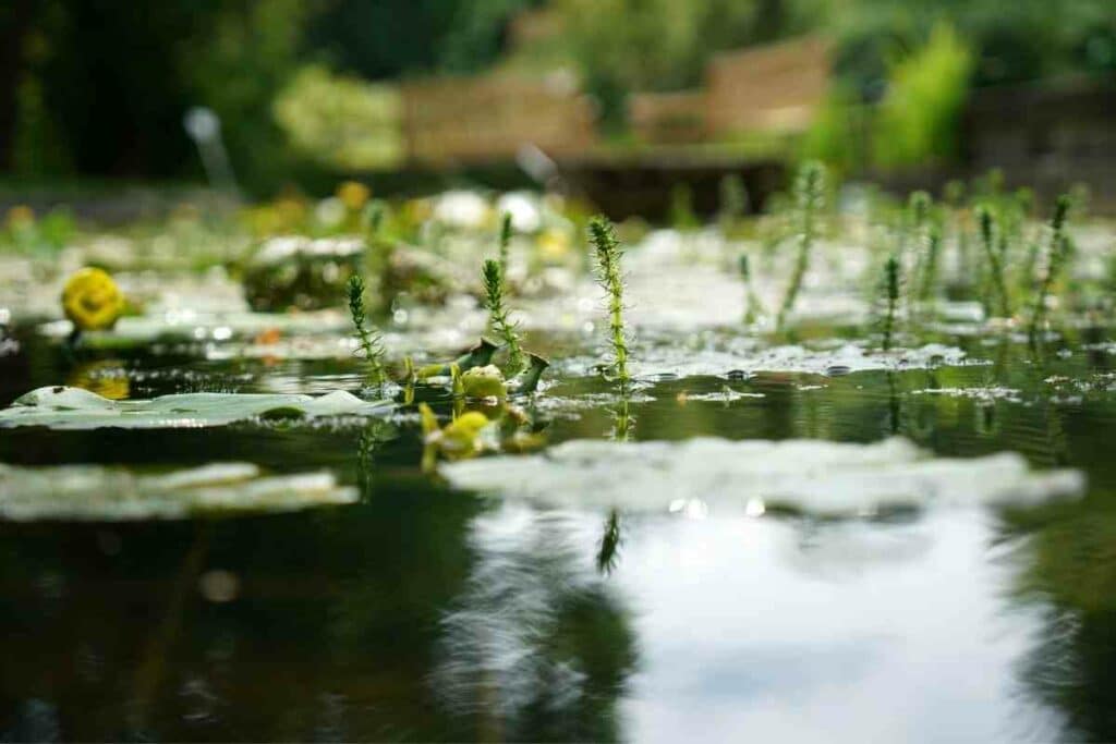 Building garden pond slope terrain