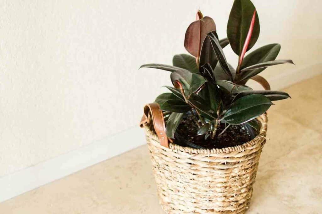 Burgundy rubber tree indoor