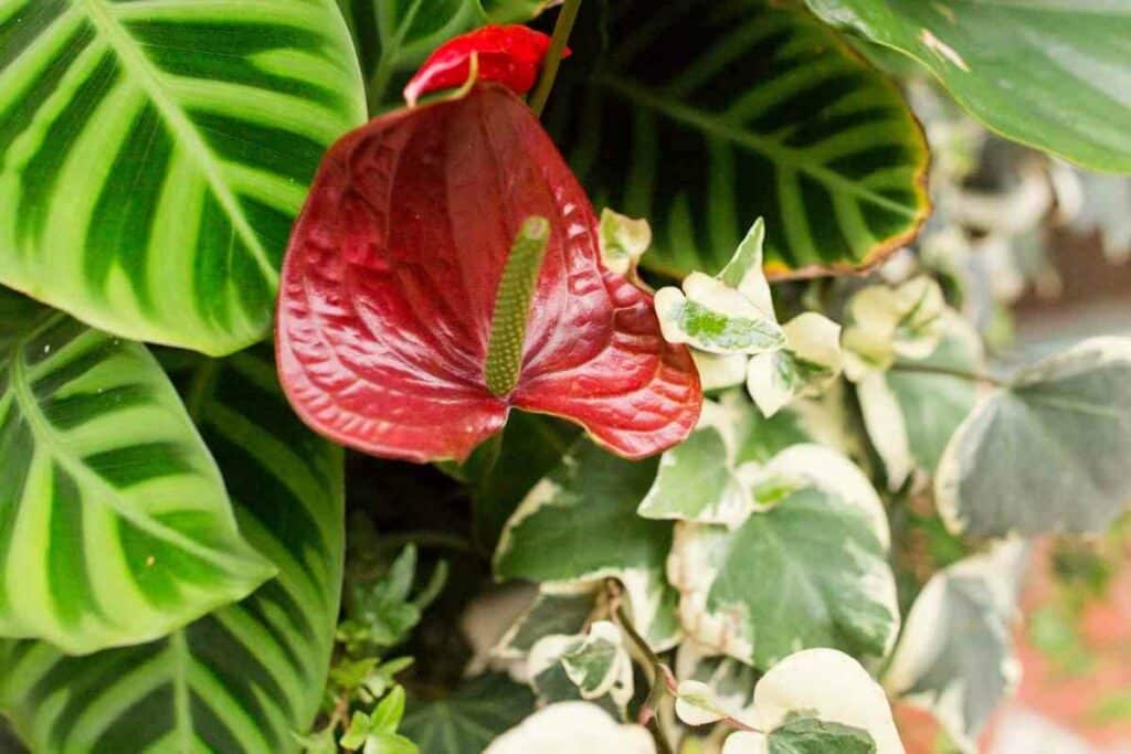 Calathea plant indoor flower