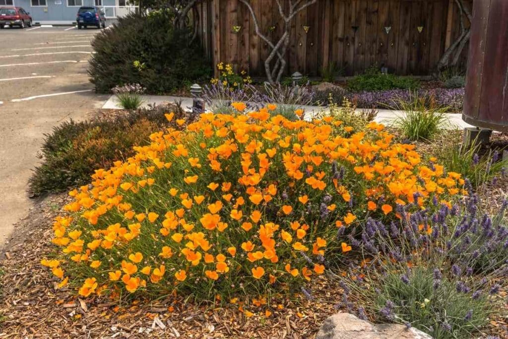 Californian Poppy orange