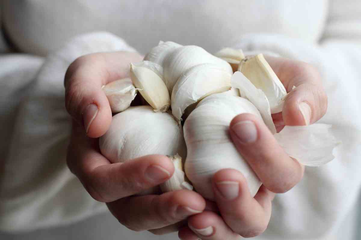 Can You Plant Organic Garlic From The Store?
