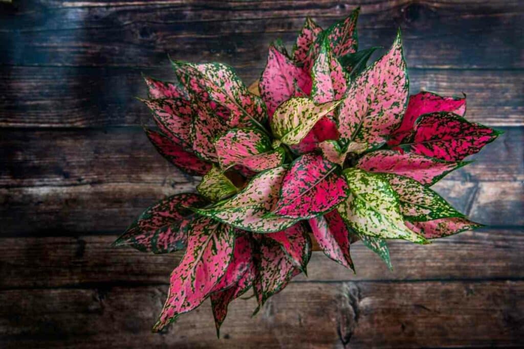 Chinese Evergreen indoor pot