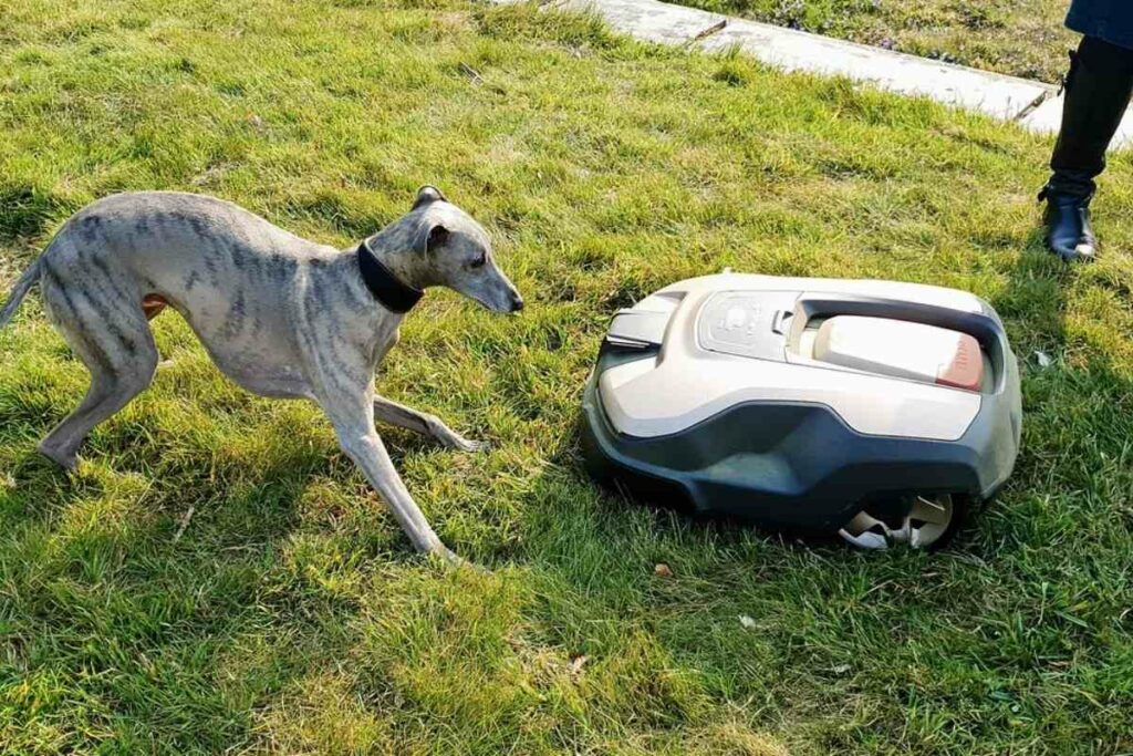 Robotic mower cleaning tips for beginners