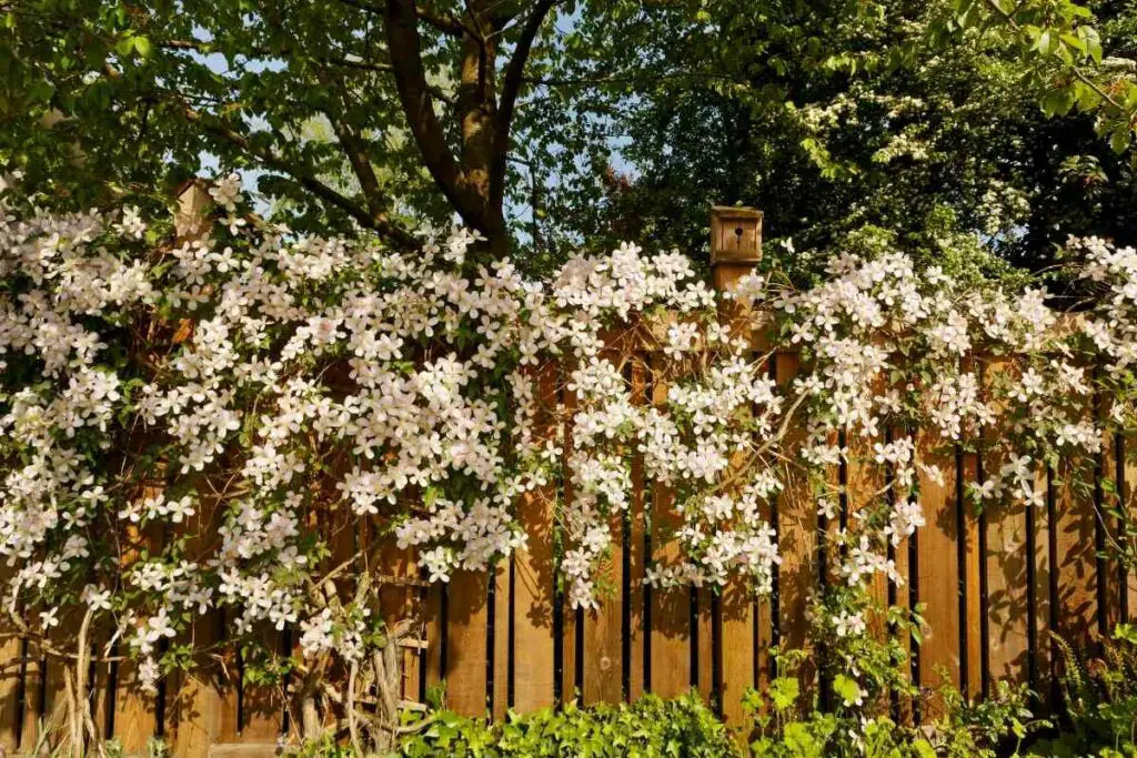 Clematis climbing plant wooden fence