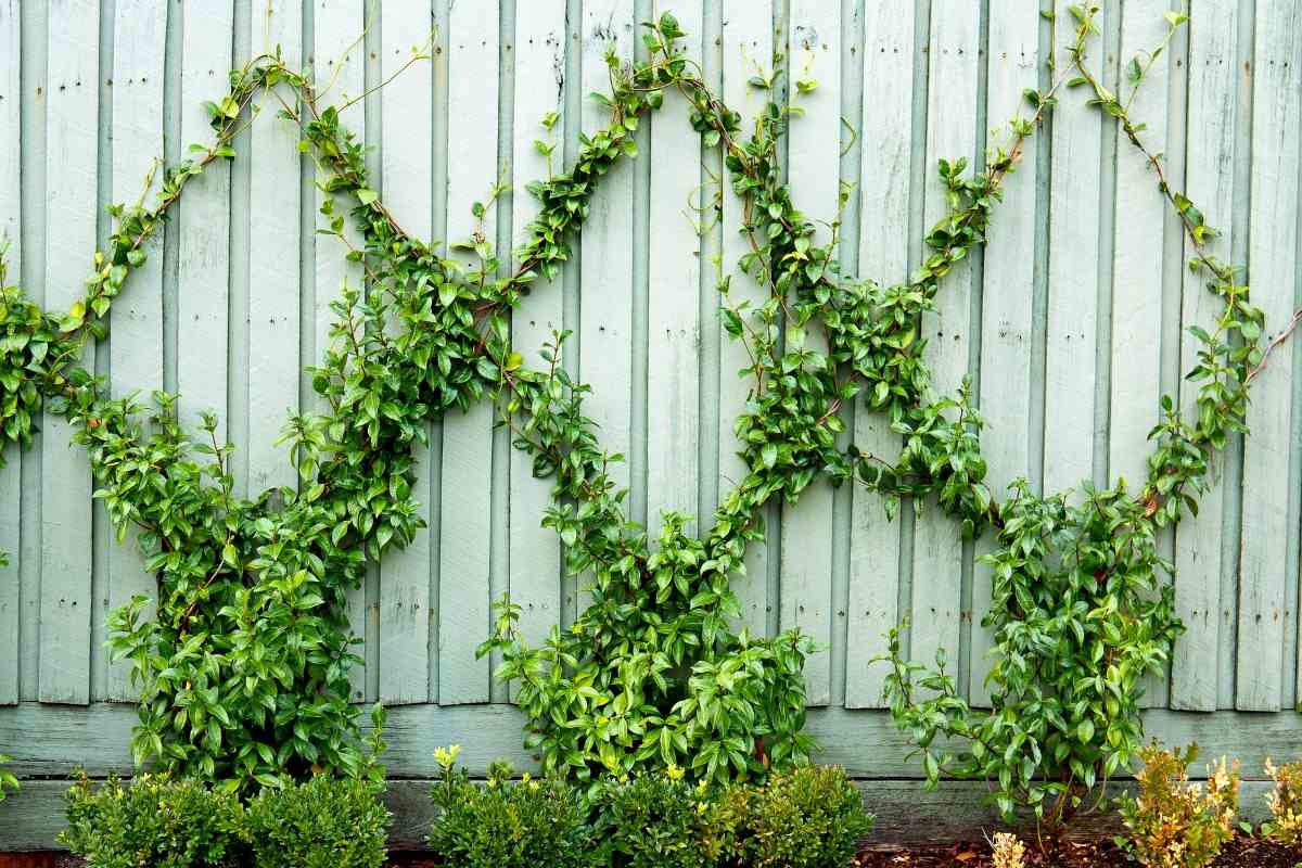 Best Climbing Plants For Wooden Fences Gardenia Organic