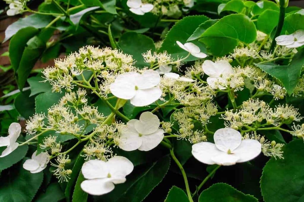 Climbing Hydrangea white flower