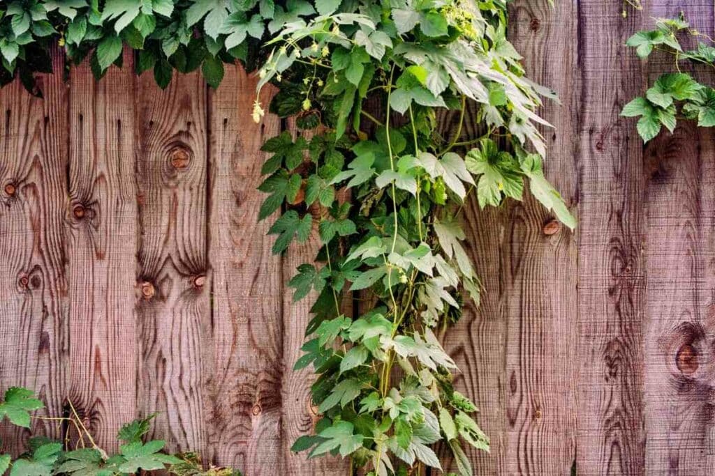 Climbing plants garden fence