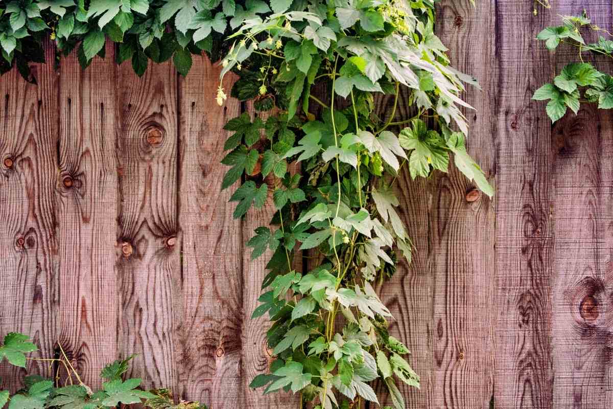 Best Climbing Plants For Wooden Fences Gardenia Organic