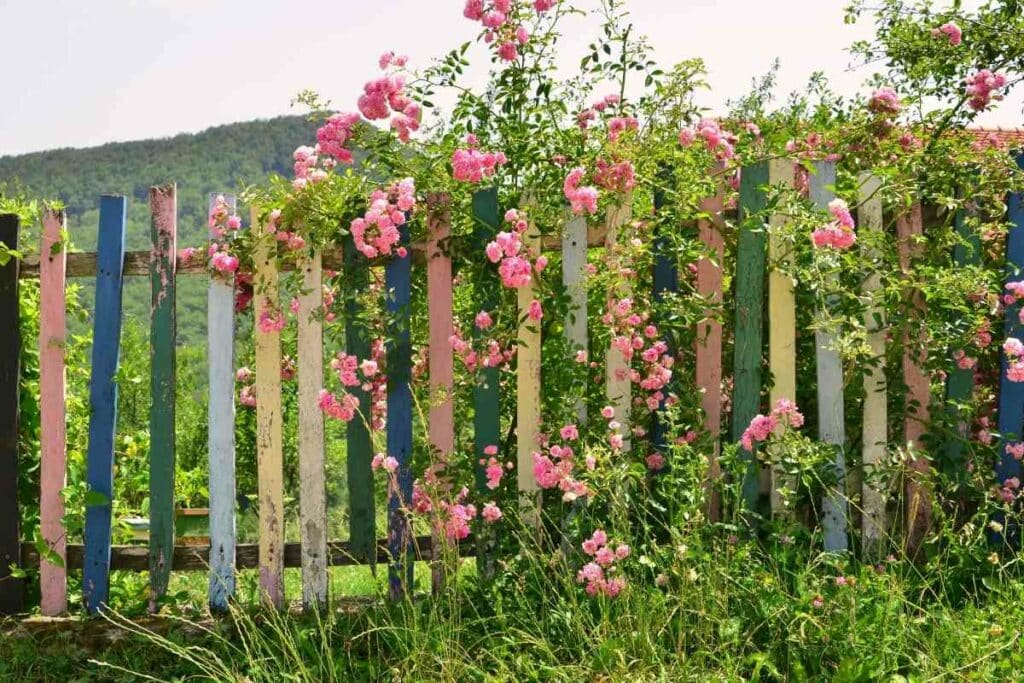 Climbing plants backyard wooden fence