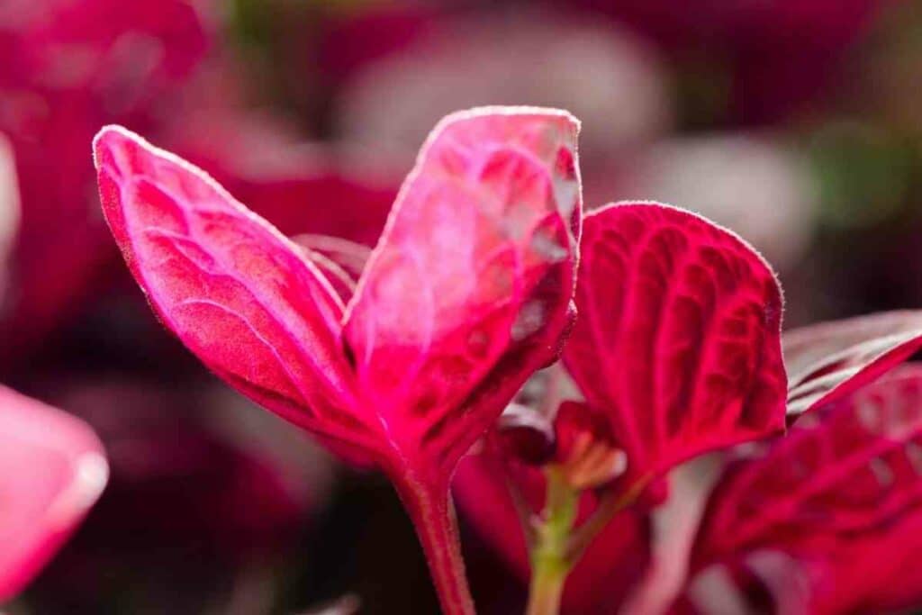 Coleus plant purple indoor plant