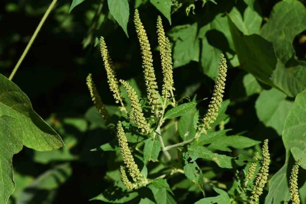 Common giant ragweed in backyard