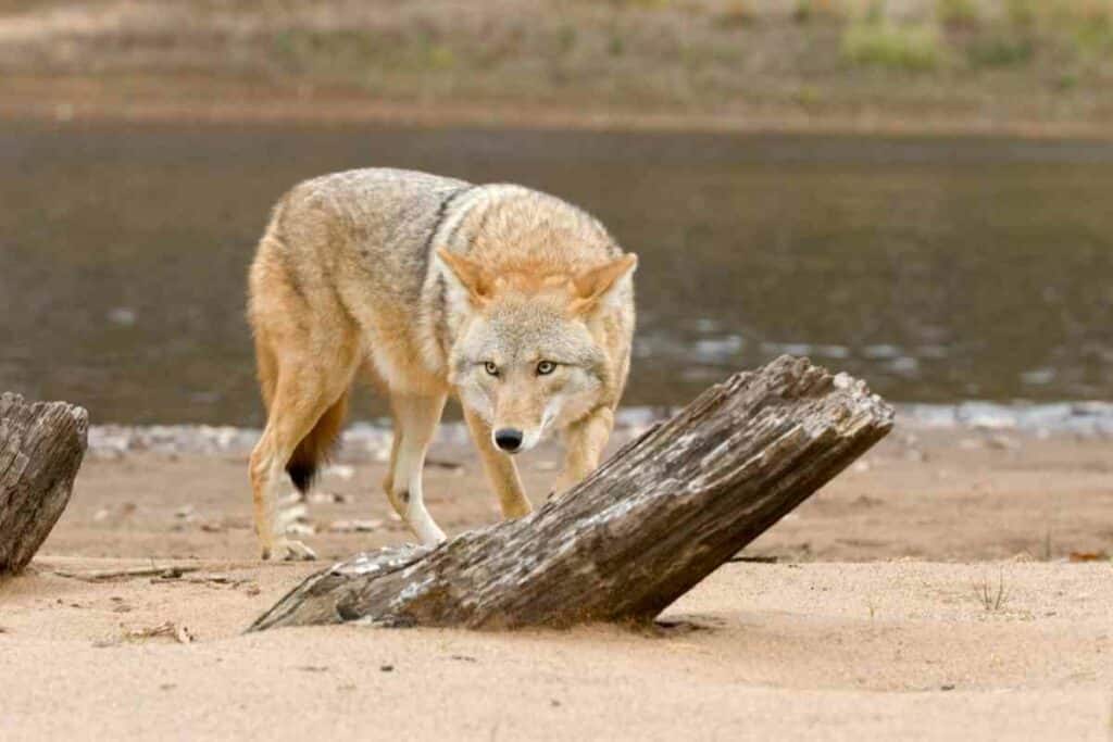 Coyote predator for foxes