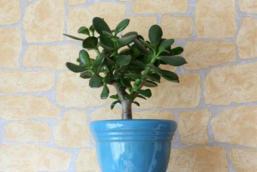 Crassula Ovata small succulent in a pot