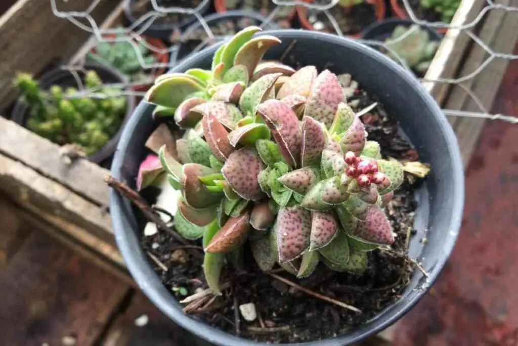 Crassula Picturata conditions for growing