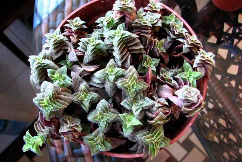 Crassula Picturata growing tips