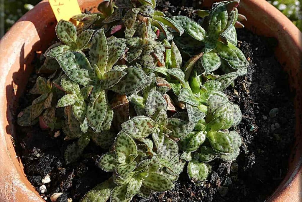 Crassula Picturata in a pot