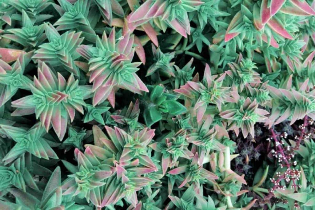 Types of Crassula Picturata