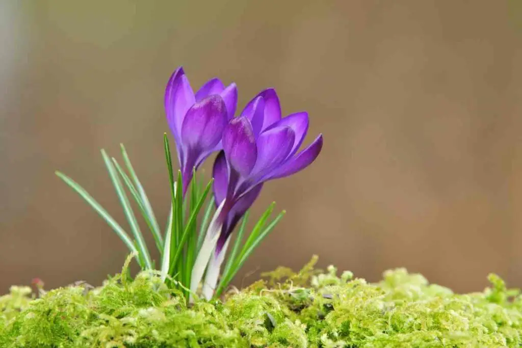 Crocus purple flower