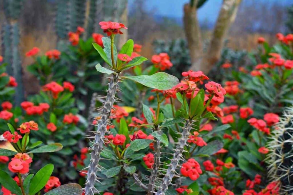 Crown of Thorns flowers